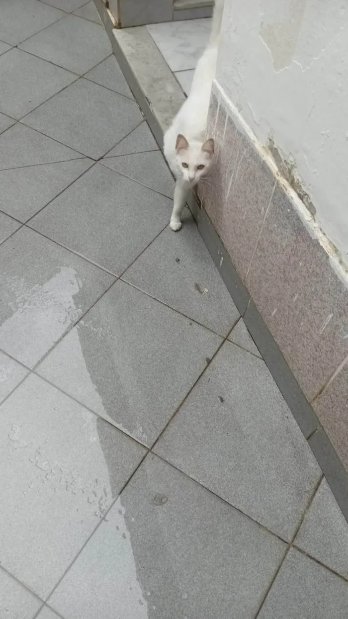 Gato ra a SRD-ViraLata idade 7 a 11 meses nome mery