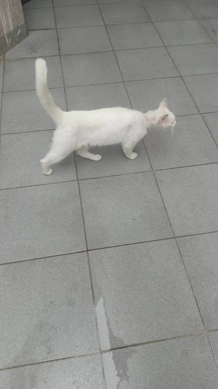 Gato ra a SRD-ViraLata idade 7 a 11 meses nome mery