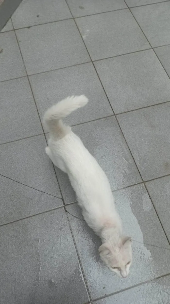 Gato ra a SRD-ViraLata idade 7 a 11 meses nome mery