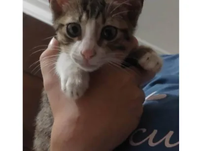 Gato raça SRD-ViraLata idade Abaixo de 2 meses nome Sem nome