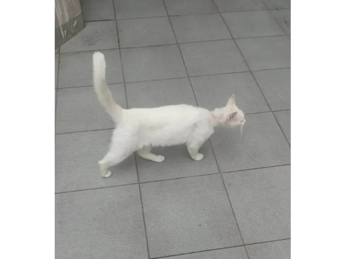Gato ra a SRD-ViraLata idade 7 a 11 meses nome mery