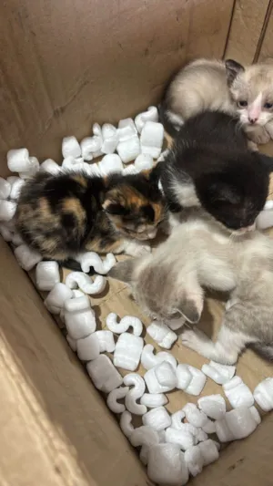 Gato raça SRD-ViraLata idade Abaixo de 2 meses nome Gatos recém nascidos 
