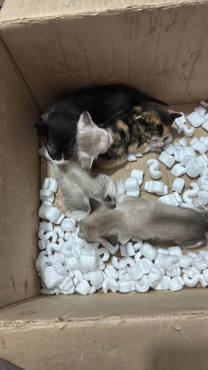 Gato ra a SRD-ViraLata idade Abaixo de 2 meses nome Gatos recém nascidos 