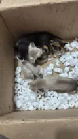 Gatos recém nascidos