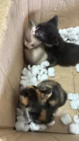 Gatos recém nascidos