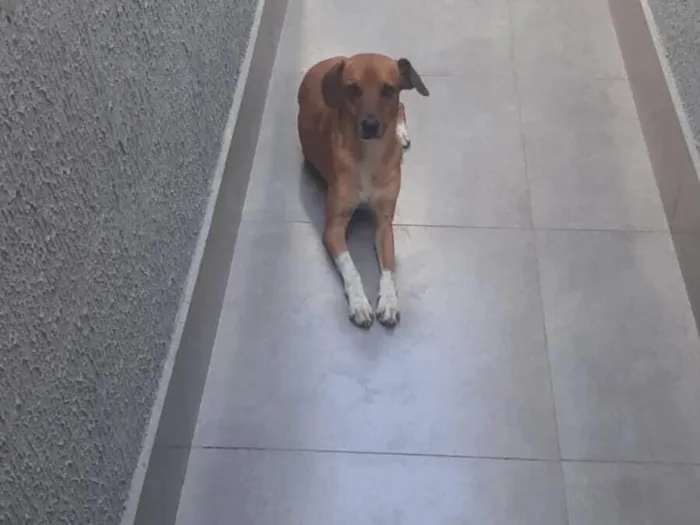 Cachorro ra a SRD-ViraLata idade 2 anos nome Thor