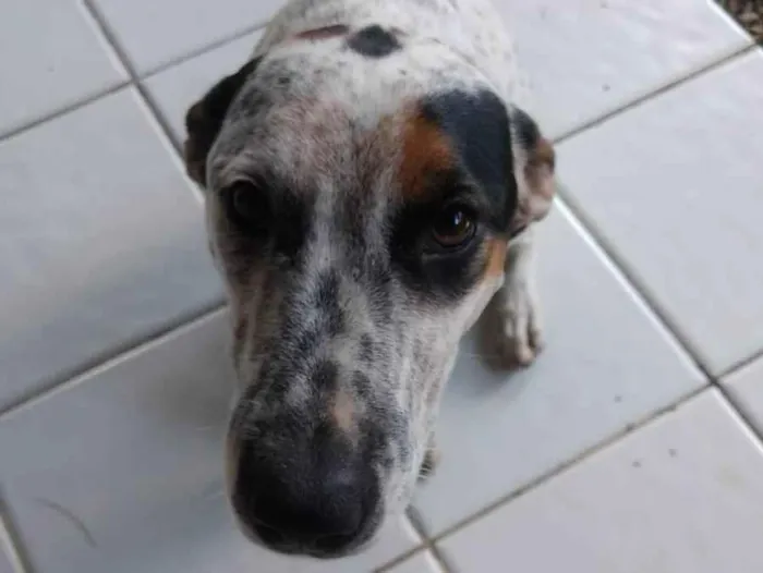 Cachorro ra a SRD-ViraLata idade 3 anos nome Canela
