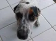 Canela