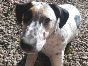 Cachorro raça SRD-ViraLata idade 3 anos nome Canela