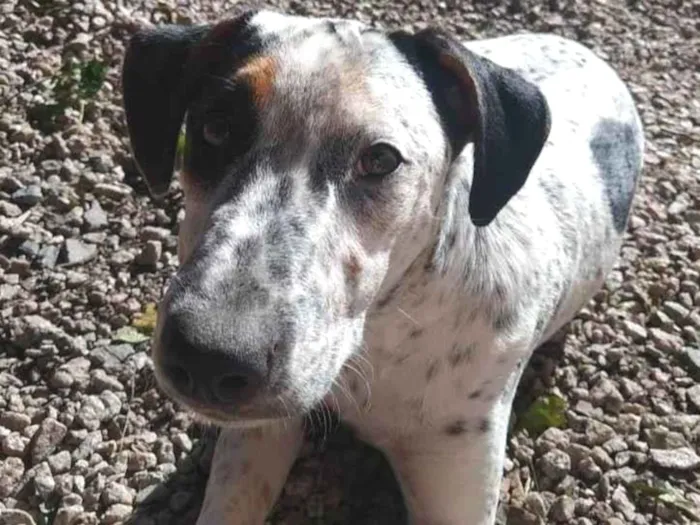Cachorro ra a SRD-ViraLata idade 3 anos nome Canela