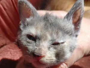 Gato raça SRD-ViraLata idade 2 a 6 meses nome sem nome 