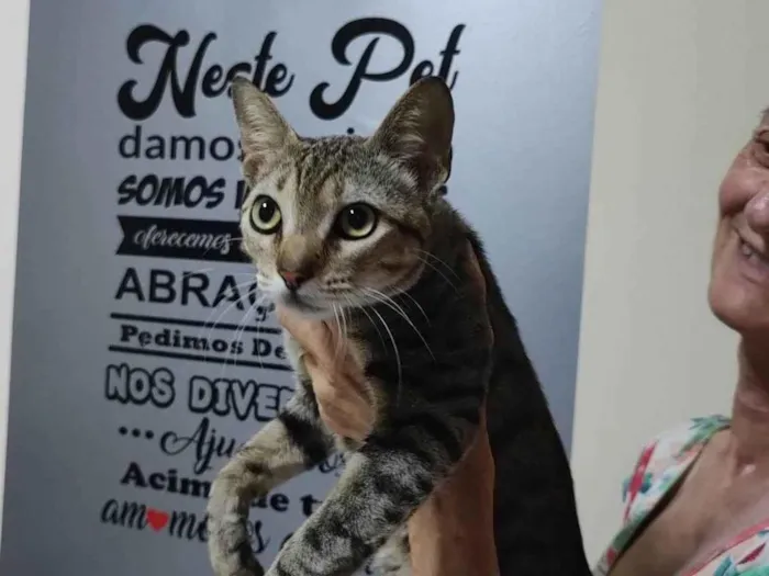 Gato ra a SRD-ViraLata idade 7 a 11 meses nome Cabral