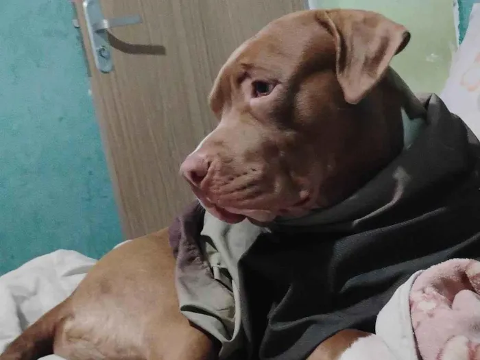 Cachorro ra a Pit-Bull idade 1 ano nome Iron 