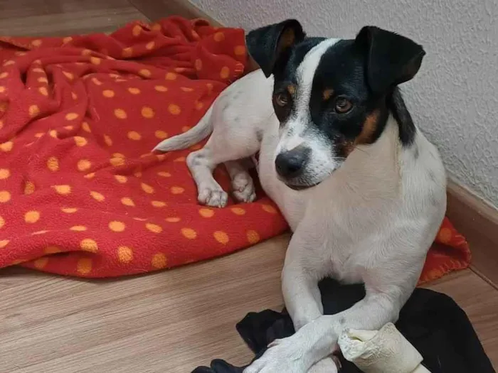 Cachorro ra a SRD-ViraLata idade 7 a 11 meses nome Kaio Jorge