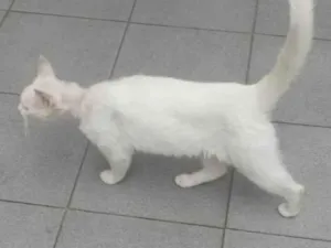 Gato raça SRD-ViraLata idade 7 a 11 meses nome mery