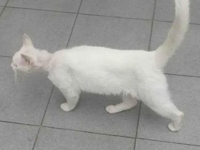 Gato ra a SRD-ViraLata idade 7 a 11 meses nome mery