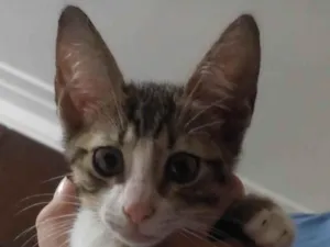 Gato raça SRD-ViraLata idade Abaixo de 2 meses nome Sem nome