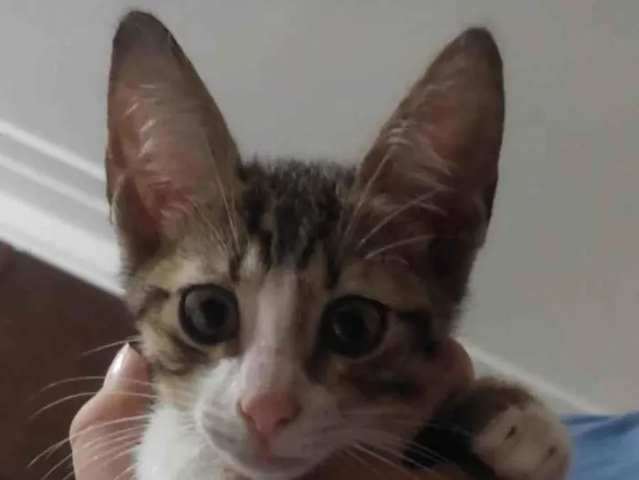 Gato ra a SRD-ViraLata idade Abaixo de 2 meses nome Sem nome