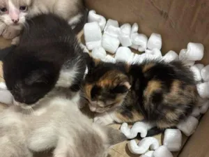 Gato raça SRD-ViraLata idade Abaixo de 2 meses nome Gatos recém nascidos 