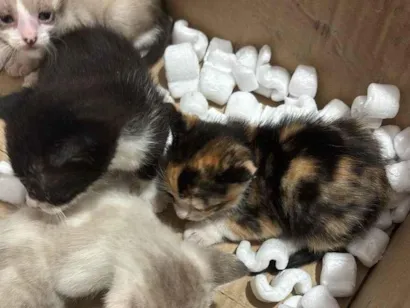 Gato raça SRD-ViraLata idade Abaixo de 2 meses nome Gatos recém nascidos 