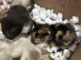 Gatos recém nascidos