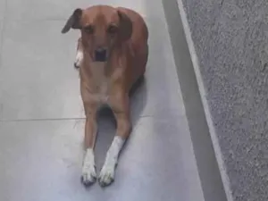 Cachorro raça SRD-ViraLata idade 2 anos nome Thor
