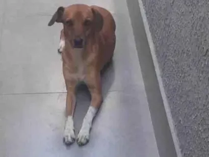 Cachorro raça SRD-ViraLata idade 2 anos nome Thor