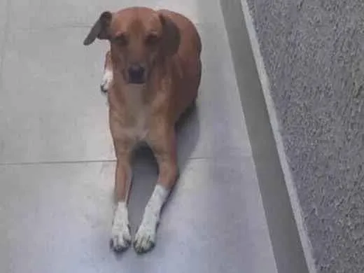 Cachorro ra a SRD-ViraLata idade 2 anos nome Thor