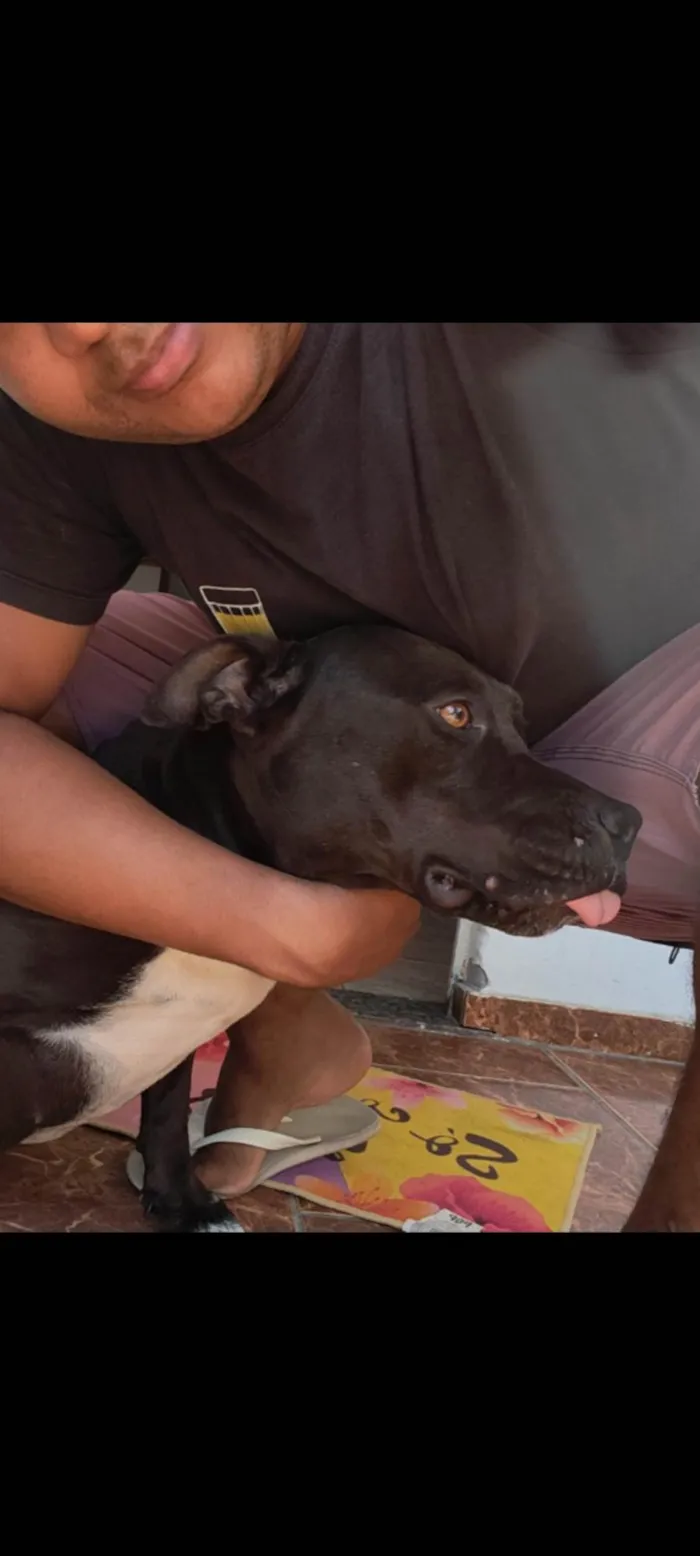 Cachorro ra a Pit-Bull idade 4 anos nome Katrina 