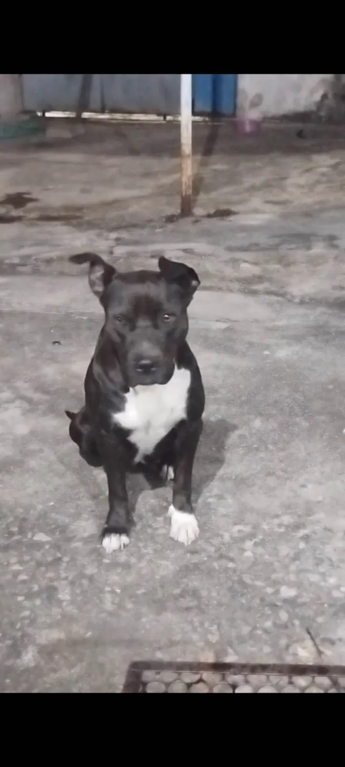 Cachorro ra a Pit-Bull idade 4 anos nome Katrina 