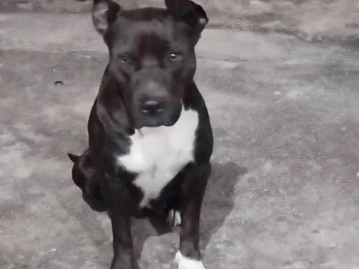Cachorro ra a Pit-Bull idade 4 anos nome Katrina 
