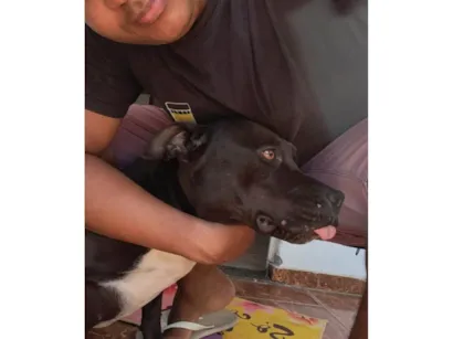 Cachorro raça Pit-Bull idade 4 anos nome Katrina 