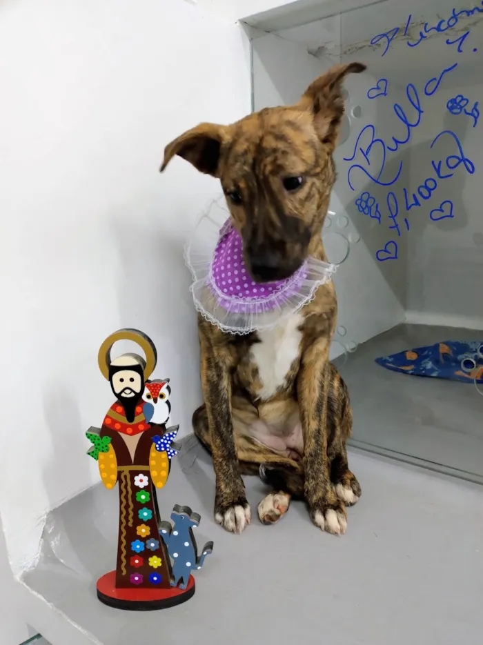 Cachorro ra a SRD-ViraLata idade 7 a 11 meses nome Tigresa 