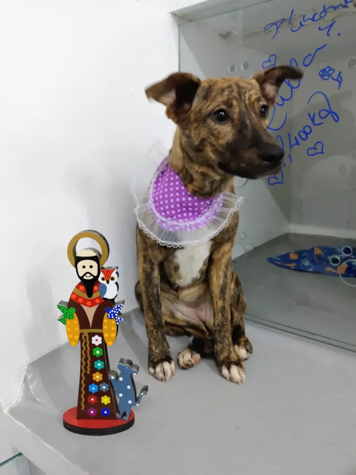 Cachorro ra a SRD-ViraLata idade 7 a 11 meses nome Tigresa 