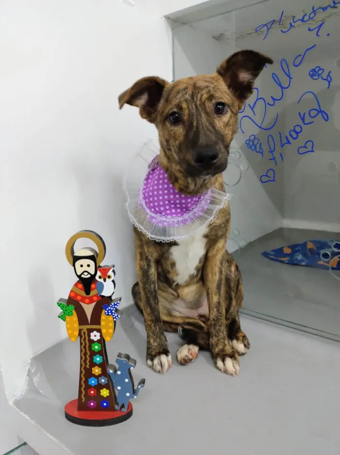 Cachorro ra a SRD-ViraLata idade 7 a 11 meses nome Tigresa 