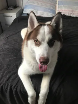 Cachorro raça Husky Siberiano idade 1 ano nome Thor