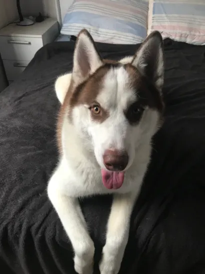 Cachorro raça Husky Siberiano idade 1 ano nome Thor