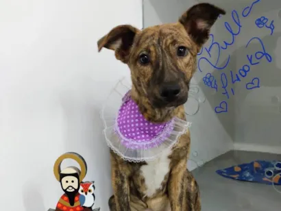 Cachorro raça SRD-ViraLata idade 7 a 11 meses nome Tigresa 