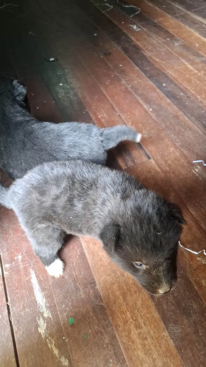 Cachorro ra a SRD-ViraLata idade Abaixo de 2 meses nome Não tem