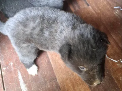 Cachorro raça SRD-ViraLata idade Abaixo de 2 meses nome Não tem