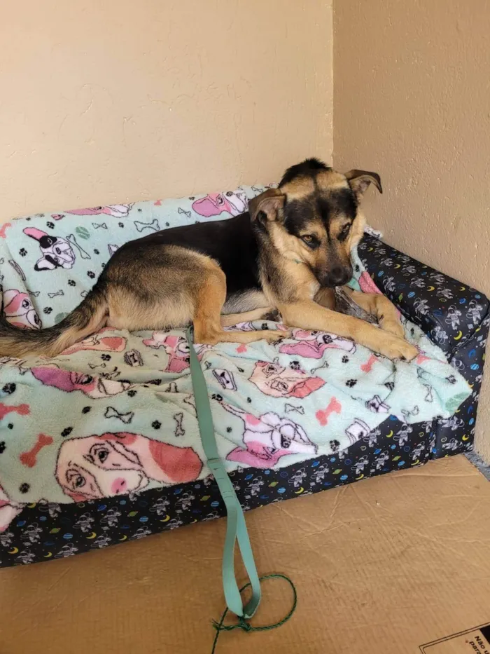 Cachorro ra a SRD-ViraLata idade 1 ano nome Sem nome