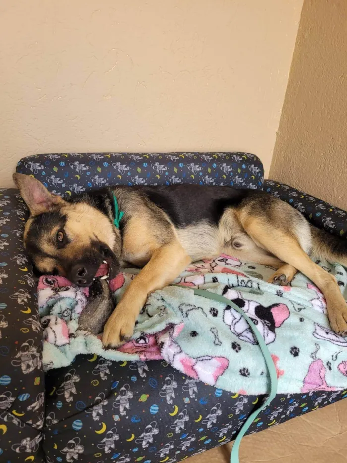 Cachorro ra a SRD-ViraLata idade 1 ano nome Sem nome