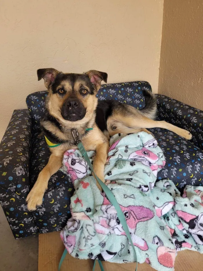 Cachorro ra a SRD-ViraLata idade 1 ano nome Sem nome