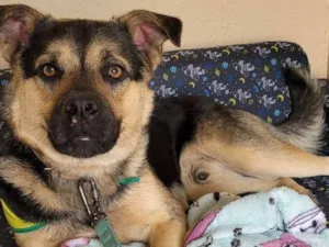 Cachorro raça SRD-ViraLata idade 1 ano nome Sem nome