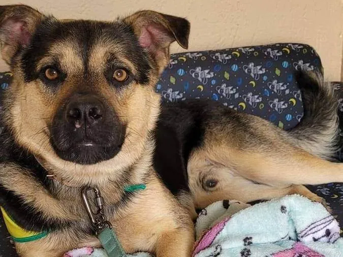 Cachorro ra a SRD-ViraLata idade 1 ano nome Sem nome
