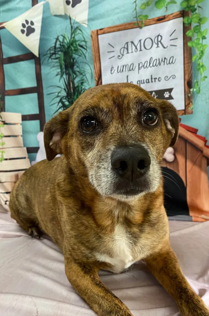 Cachorro ra a SRD-ViraLata idade 6 ou mais anos nome Tigrão 
