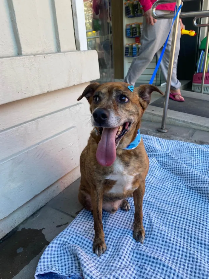 Cachorro ra a SRD-ViraLata idade 6 ou mais anos nome Tigrão 