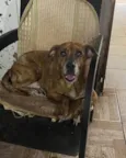 Tigrão 