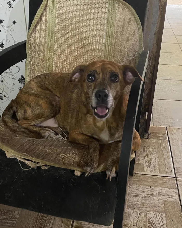 Cachorro ra a SRD-ViraLata idade 6 ou mais anos nome Tigrão 