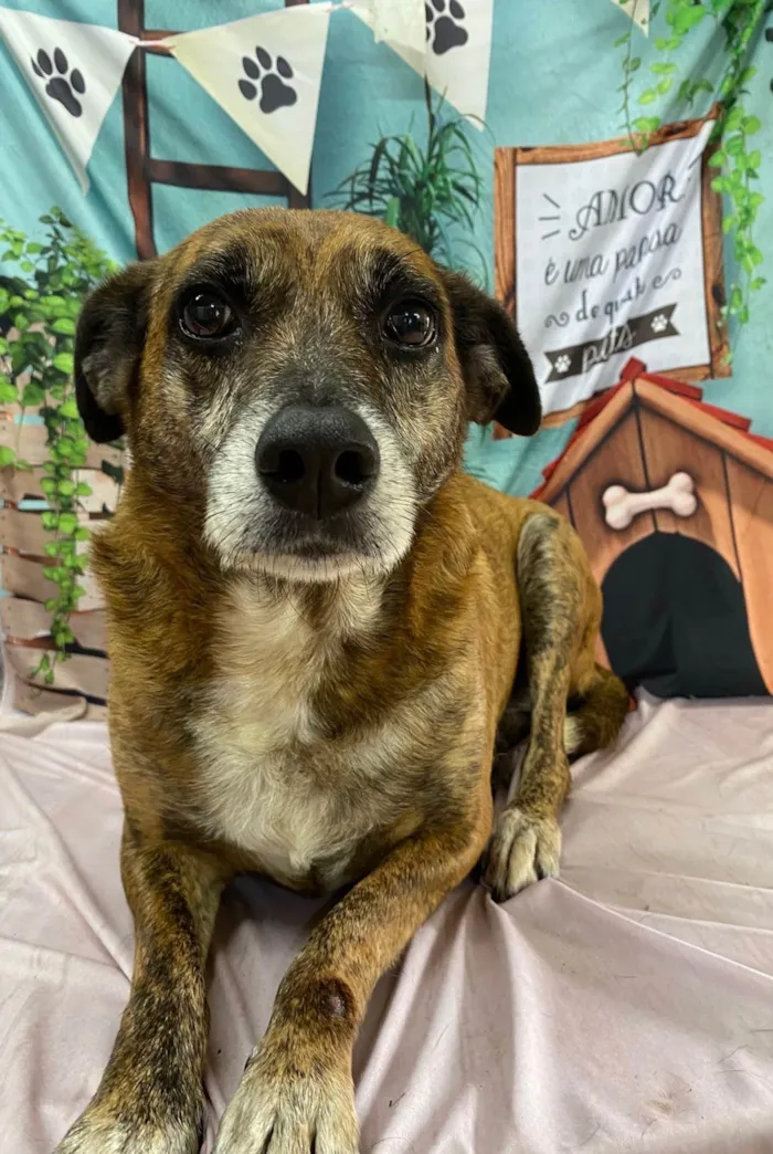 Cachorro ra a SRD-ViraLata idade 6 ou mais anos nome Tigrinho